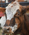 Cattle at Bar None Ranch