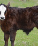 Cattle at Bar None Ranch