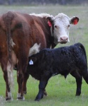 Cattle at Bar None Ranch