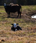 Cattle at Bar None Ranch