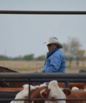 Cattle at Bar None Ranch