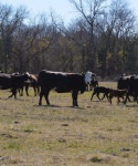 Cattle at Bar None Ranch