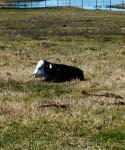 Cattle at Bar None Ranch