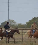 Cattle at Bar None Ranch