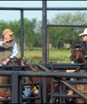 Cattle at Bar None Ranch