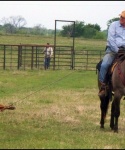 Cattle at Bar None Ranch