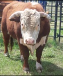 Cattle at Bar None Ranch