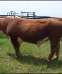 Cattle at Bar None Ranch