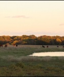 Cattle at Bar None Ranch