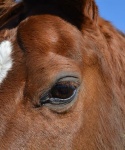 Horses at Bar None Ranch