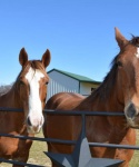 Horses at Bar None Ranch