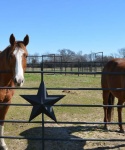 Horses at Bar None Ranch