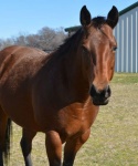 Horses at Bar None Ranch