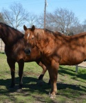 Horses at Bar None Ranch