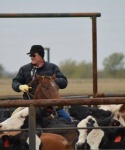 Working Horses at Bar None Ranch