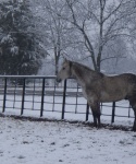 Winter at Bar None Ranch