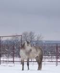 Enjoying the Snow at Bar None Ranch