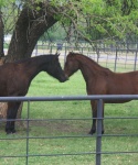 Best Friends at Bar None Ranch