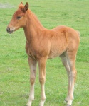 Bar None Ranch Foal