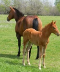 Bar None Ranch Foal and Dam