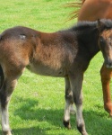 Bar None Ranch Foal